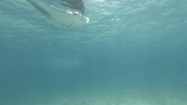 A manta ray passes the camera in shallow Maldives waters, turning to reveal its white underside and dark back, with rippling reflections above and a sandy seabed below.
