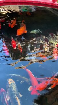 koi fish swimming in the pond