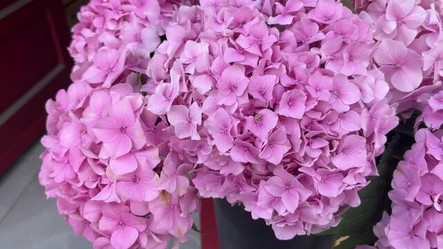 selective focus pink hydrangea flowers in close up