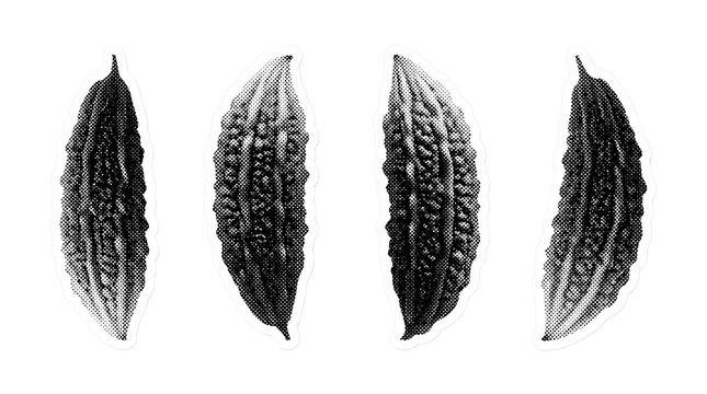 bitter melon retro halftone set , clean white border outline PNG