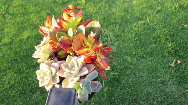 Natural Grass and Flower View