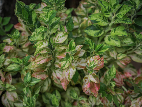 Variegated green, cream, and pink foliage of a Devil's Backbone (Euphorbia tithymaloides) plant growing in Kerala