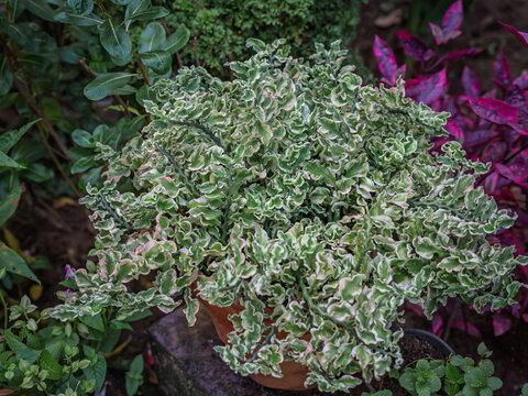 Dense mound of ruffled, variegated green and white foliage of a Devil's Backbone (Euphorbia tithymaloides) potted plant in Kerala