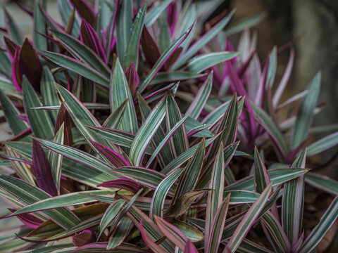 Dense cluster of variegated purple and green sword-shaped foliage of an Oyster Plant (Tradescantia spathacea) growing in Kerala