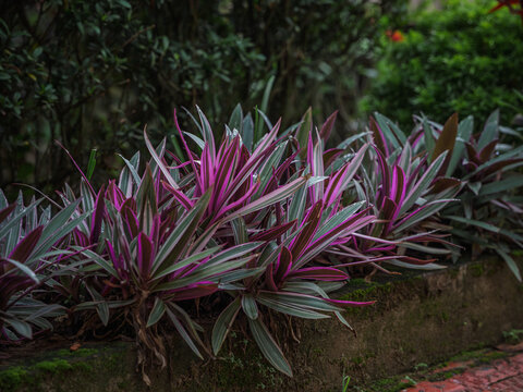 Dense cluster of variegated purple and green sword-shaped foliage of an Oyster Plant (Tradescantia spathacea) growing in Kerala