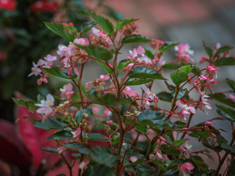 Delicate light pink blossoms and bronze-green foliage of a Wax Begonia (Begonia cucullata) growing in Kerala
