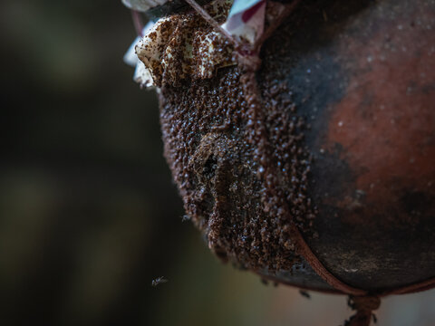 Dense swarm of stingless bees around the entrance structure of a pottery hive (Tetragonula iridipennis) in Kerala