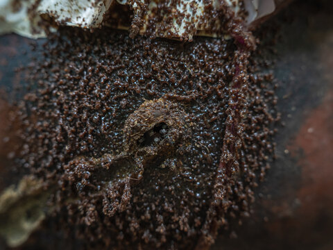 Dense swarm of stingless bees around the entrance structure of a pottery hive (Tetragonula iridipennis) in Kerala