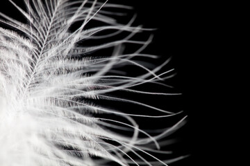A close up of a feather with a black background © schankz