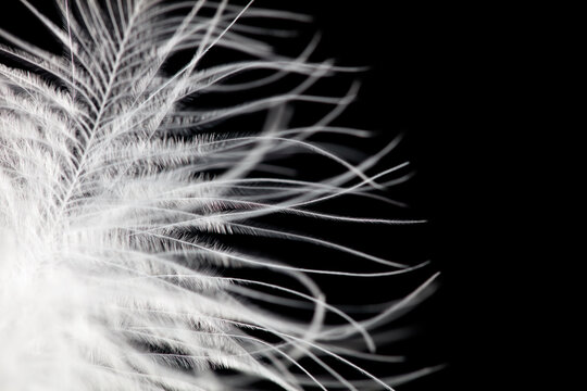 A close up of a feather with a black background