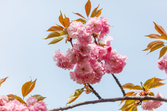 Pink sakura flowers on tree branches in the park