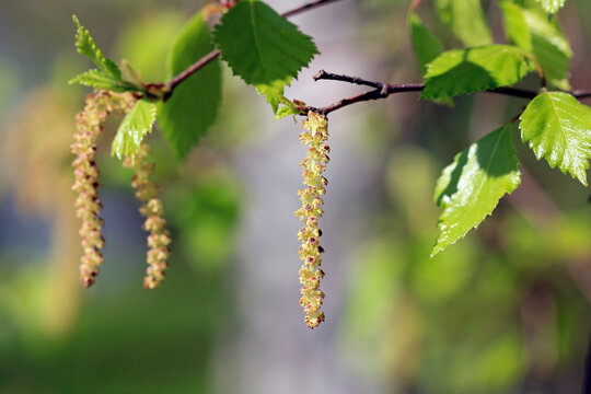 Birch, Betula spp, catkins hanging from a tree during the spring allergy season. Selective focus. 