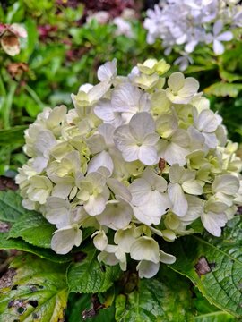 This photo features soft white hydrangea flowers. This plant has a unique characteristic: its color can be influenced by soil acidity.