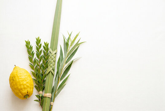 Minimal Four Species arrangement with elegant copy space for a premium Sukkot advertising background.