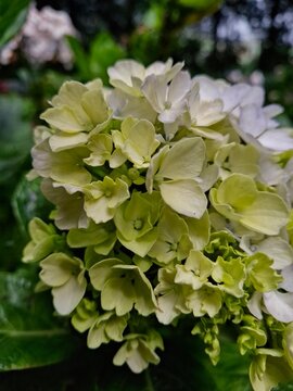 This photo features soft white hydrangea flowers. This plant has a unique characteristic: its color can be influenced by soil acidity.