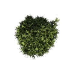 Obraz premium tree, isolate on a transparent background, 3d illustration