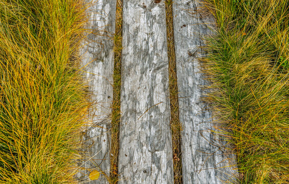 top view on wooden hiking pathway borded by golden grass and crossing  a marshy wetland, meadow in natural park