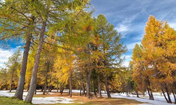  alpine forest with larches in beautiful golden colors  with the first snow  in autumn