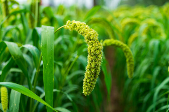 foxtail millet in the field