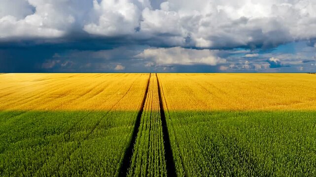 Aerial panorama of contrasting green and yellow wheat fields with drone flying forward over straight paths under dramatic stormy sky, panoramic drone shot of sustainable agriculture crop farming