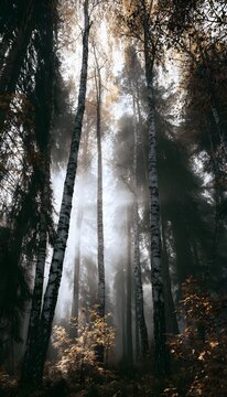 Mystical autumn forest with towering white birch trees and golden leaves in ethereal morning mist