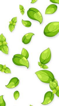 Falling Green Basil Leaves Animation on White Background