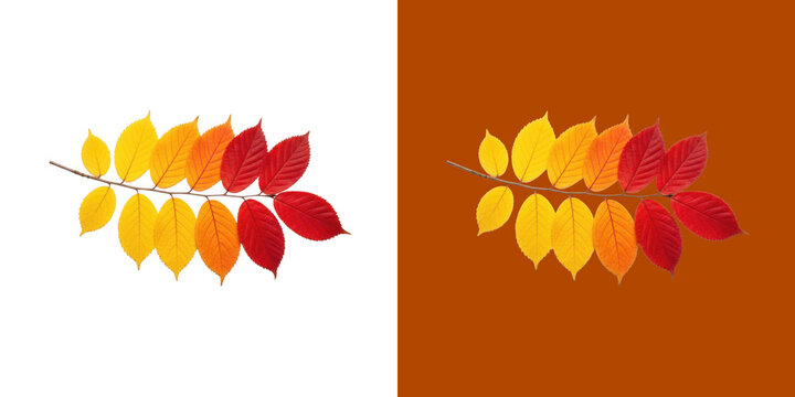 Vibrant Autumn Leaf Branch with Seasonal Color Gradient from Yellow to Deep Red transparent png