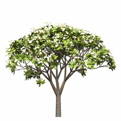 Obraz premium tree, isolated on white background, 3D illustration, cg render
