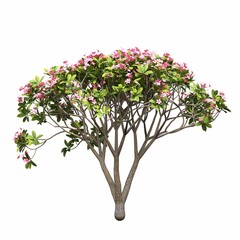 Obraz premium tree, isolated on white background, 3D illustration, cg render