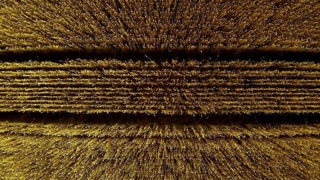 Top down aerial view of golden wheat field with tractor tire tracks texture, slow camera panning movement to the left over organic crop farm agriculture background texture loop animation