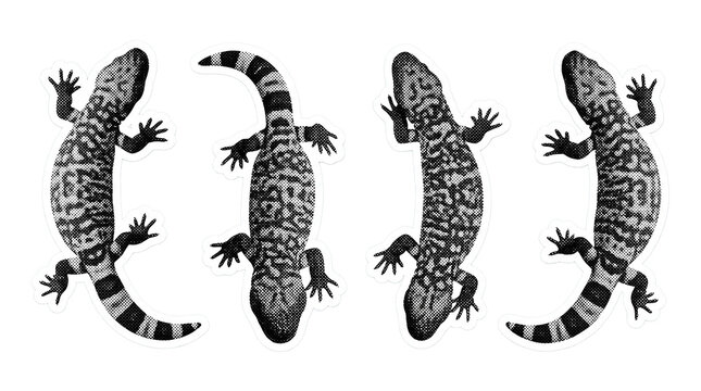 gila monster retro halftone set , clean white border outline PNG