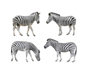 Fototapeta premium Set of african zebras in different poses on white background with clipping path