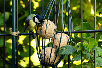 Feeding birds from a garden bird feeder shows visits from species like a Great Tit and reflects supportive wildlife habits. © Volha