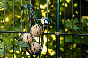 Great Tit perching on a wire fat ball feeder in a garden, illustrating ethical wildlife interaction and mindful backyard support. © Volha