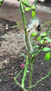 Close up view of a fuzzy yellow and black caterpillar pest feeding on the thorny green stem of a rose bush in a backyard garden, with a brown stick pointing at it, high resolution detailed stock photo