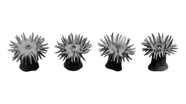 sea anemone retro halftone set , clean white border outline PNG
