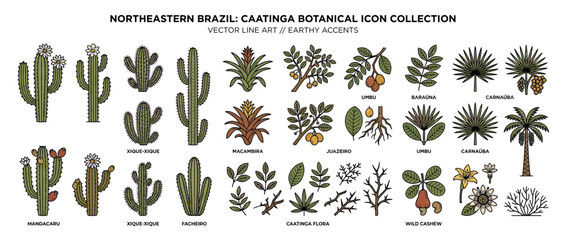 Fototapeta premium Vector Botanical Illustrations of Brazilian Flora