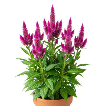 Potted celosia argentea plant with vibrant purple plume flowers isolated on transparent background