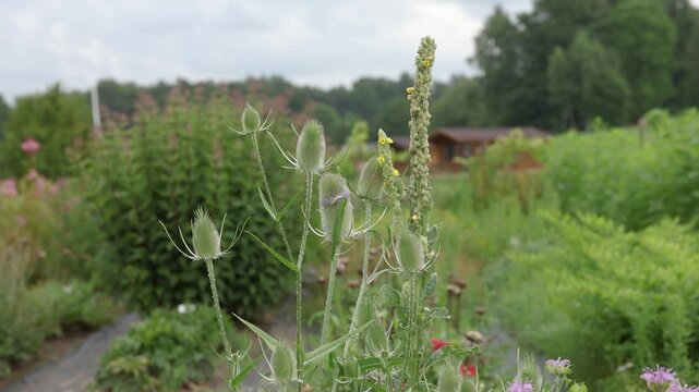Spiny green teasel seed heads and a tall yellow-flowering mullein rise above a lush cultivated garden, with softly blurred vegetation and flowers in the background