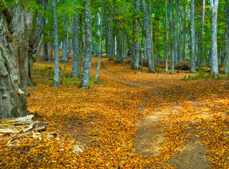 ground road among the autumn forest coverd by red dry leaves, peaceful outdoor seasonal scene © Yuriy Kulik