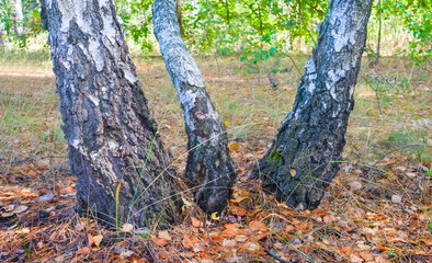 closeup birch tree grove  covered by red dry leaves, autumn outdoor scene © Yuriy Kulik