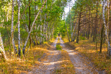 ground road among the autumn forest, peaceful outdoor seasonal scene © Yuriy Kulik