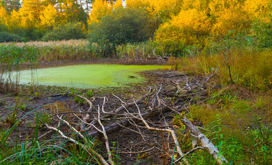 small calm lake among the red autumn forest © Yuriy Kulik