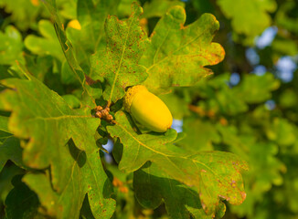 closeup oak tree branch with acorn in the forest © Yuriy Kulik
