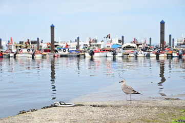 Obraz premium seagull view in front of a port and sailing boat masts