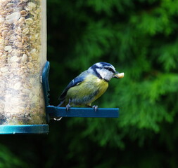 blue tit with a peanut © Heiner Witthake