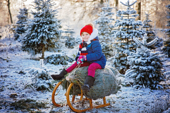 Happy little girl pushing a Christmas tree on a sleigh. Preschool child on fir tree plantation. Family tradition of cutting their own Xmas tree in Germany. Real life, real people