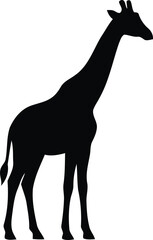 Fototapeta premium Black silhouette of a standing giraffe, isolated icon on a white background, animal wildlife