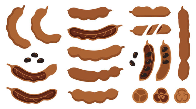 Set of tamarind pods, whole and split open showing pulp and seeds, tropical fruit ingredients for cooking and healthy snack recipes