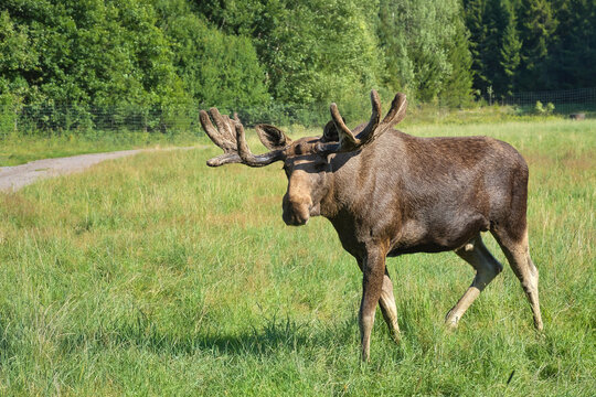Powerful Bull Moose with Large Antlers Walking on Green Meadow.